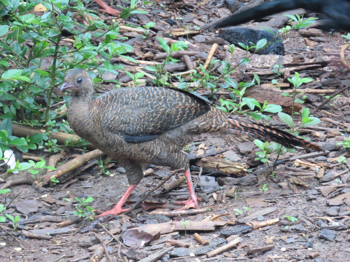 Highland Guan - ML642063757