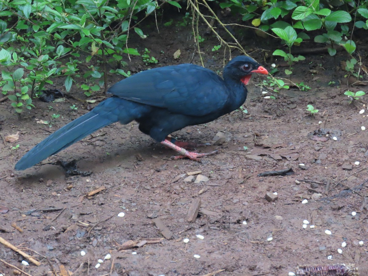 Highland Guan - ML642063758