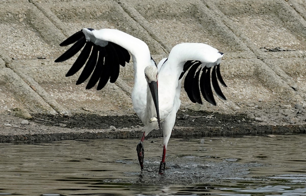 Schwarzschnabelstorch - ML642063764