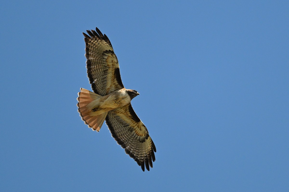 Red-tailed Hawk - ML642063766