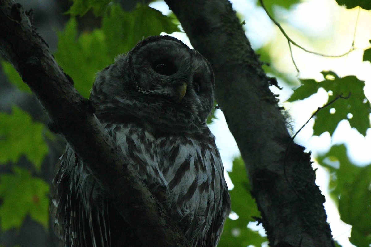 Barred Owl - ML642063770