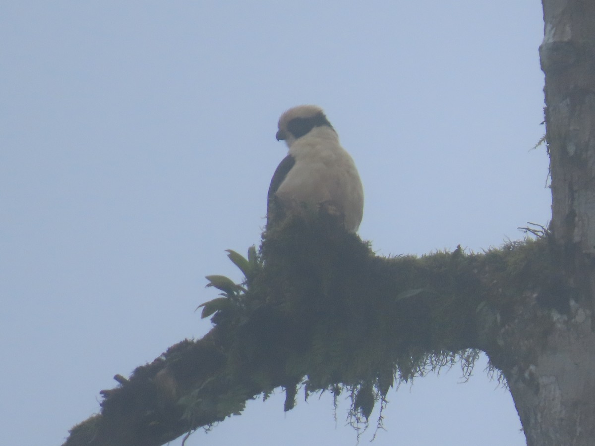 Laughing Falcon - ML642063772