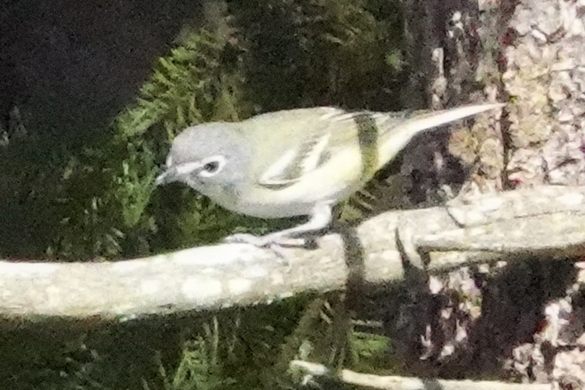 Blue-headed Vireo - ML642063773
