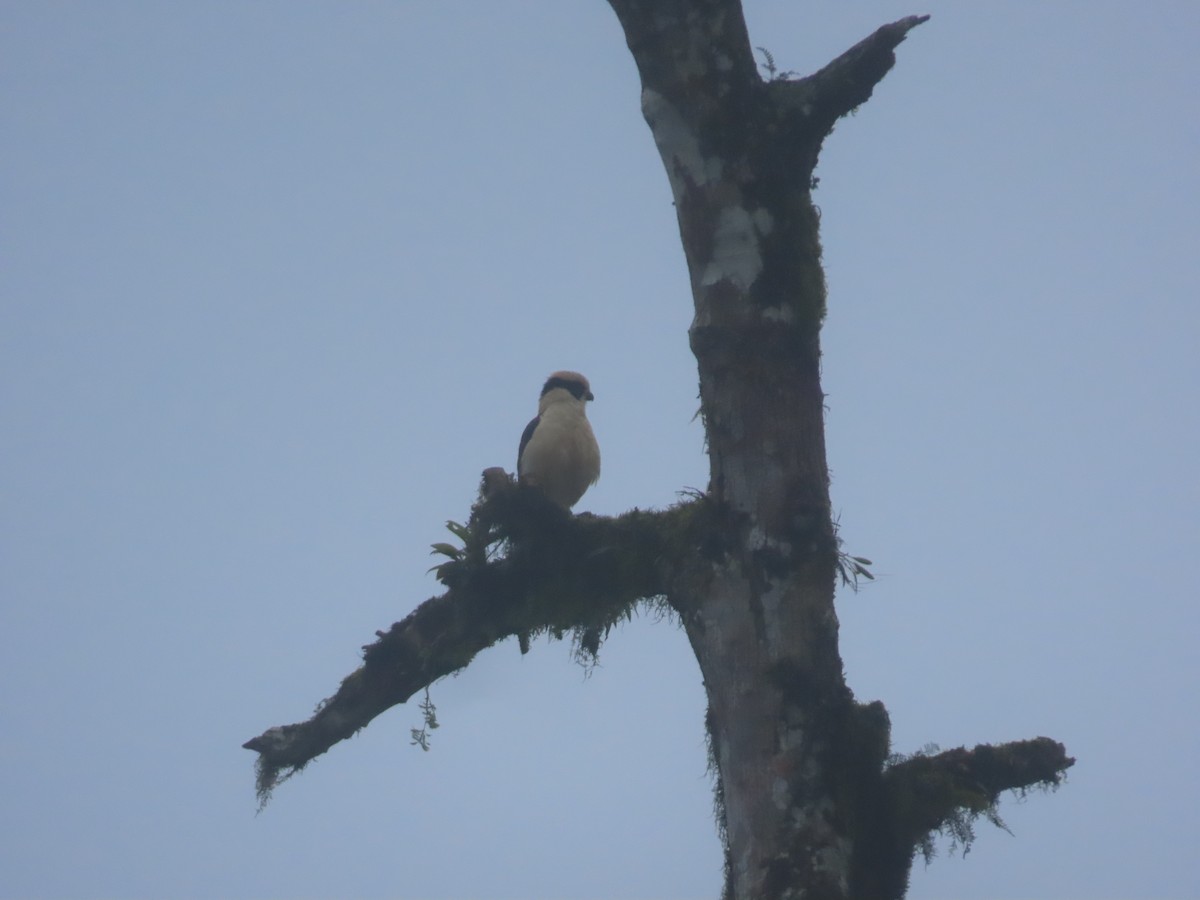 Laughing Falcon - ML642063774