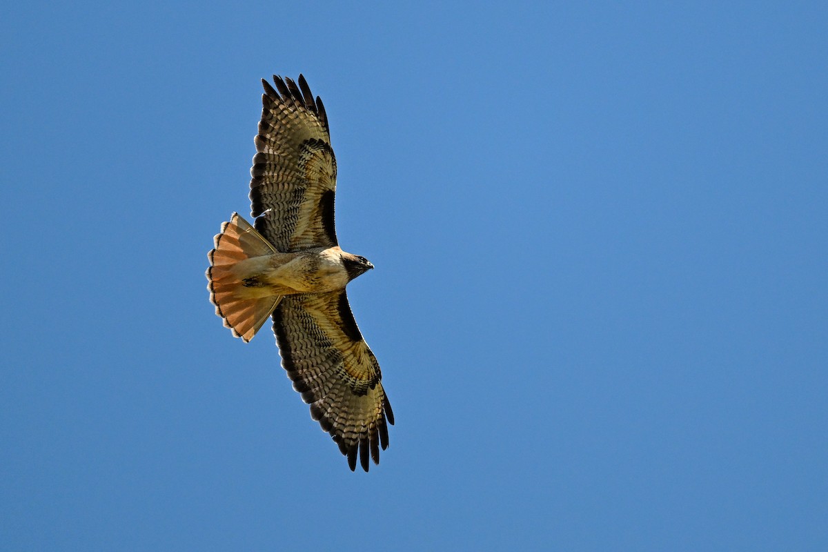 Zapelatz buztangorria - ML642063775