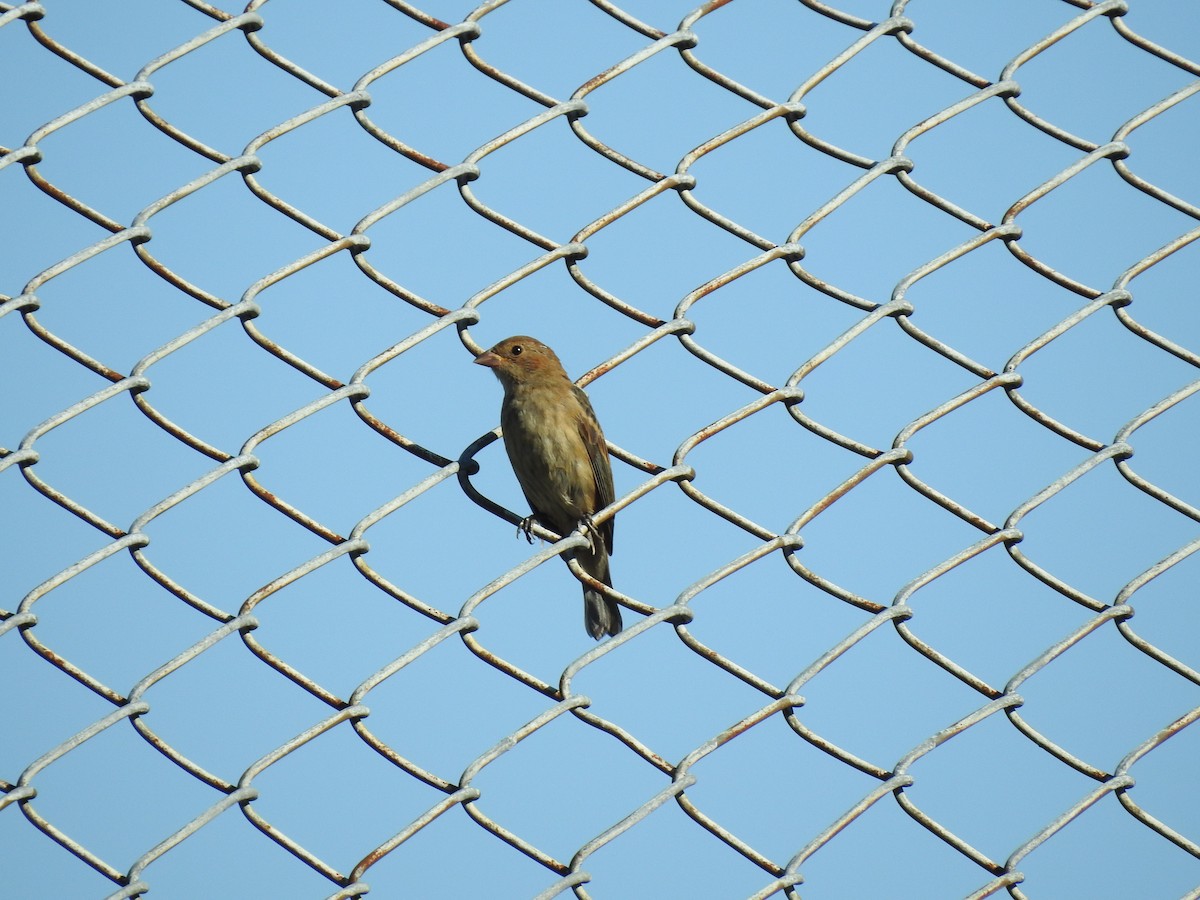 Indigo Bunting - ML642063778