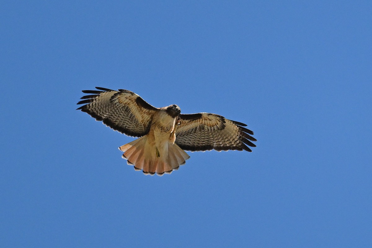 Zapelatz buztangorria - ML642063781
