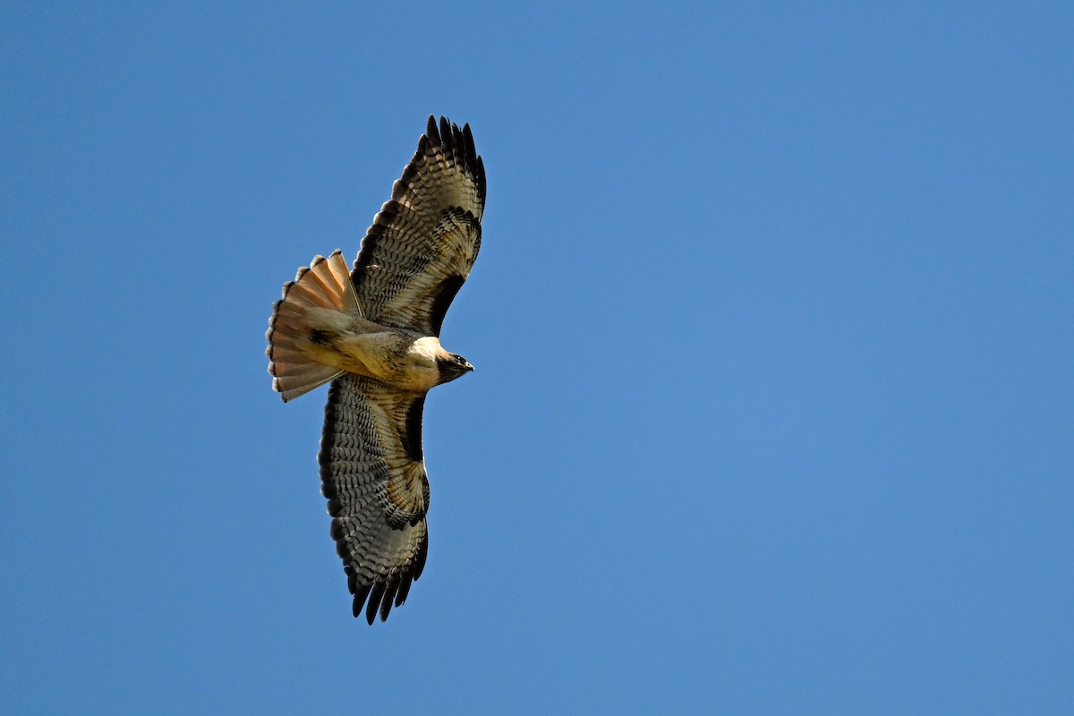 Zapelatz buztangorria - ML642063782