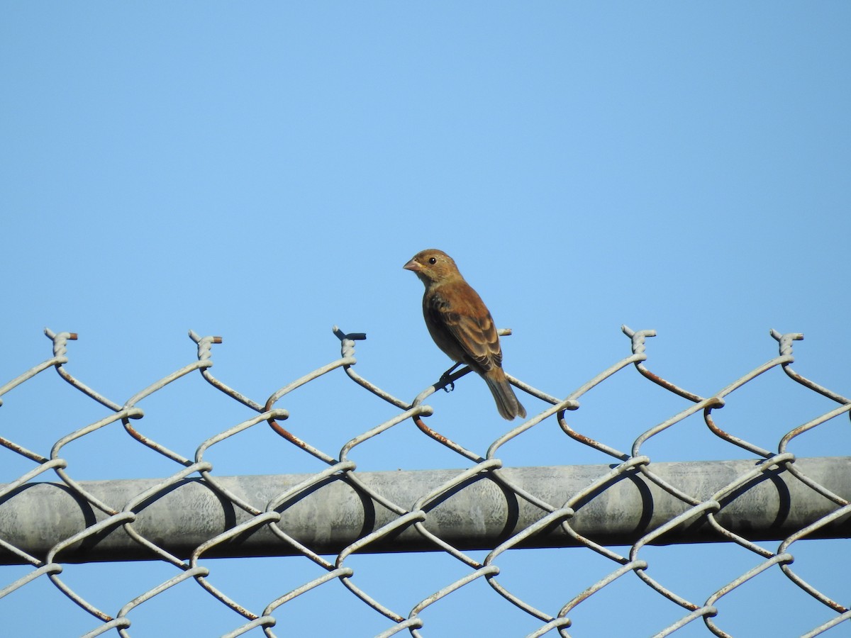 Indigo Bunting - ML642063783