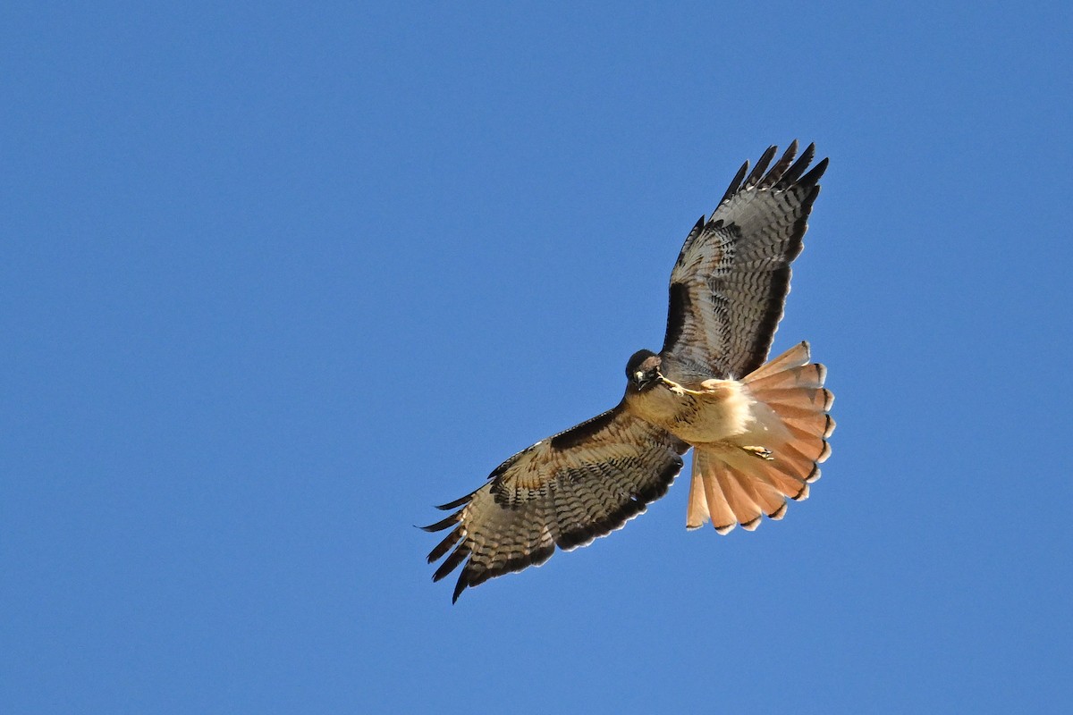 Zapelatz buztangorria - ML642063786