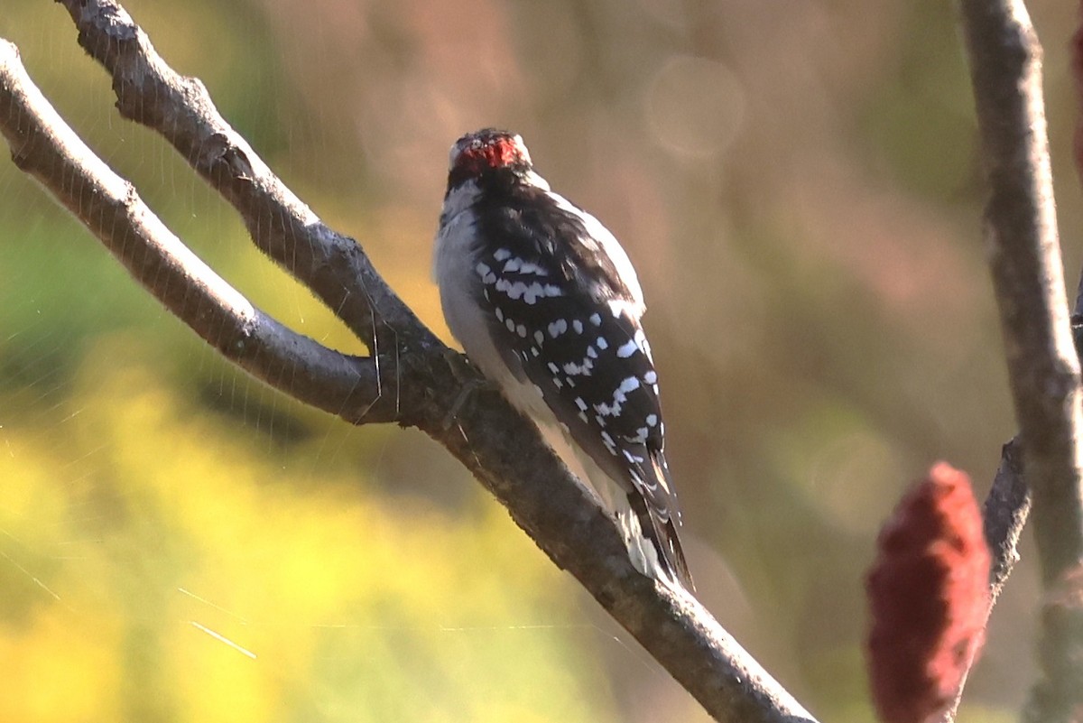 Downy Woodpecker - ML642063787
