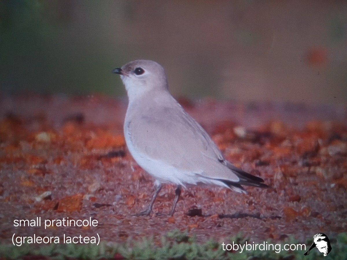 Small Pratincole - ML642063788