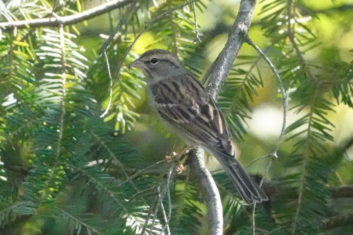 Vesper Sparrow - ML642063790