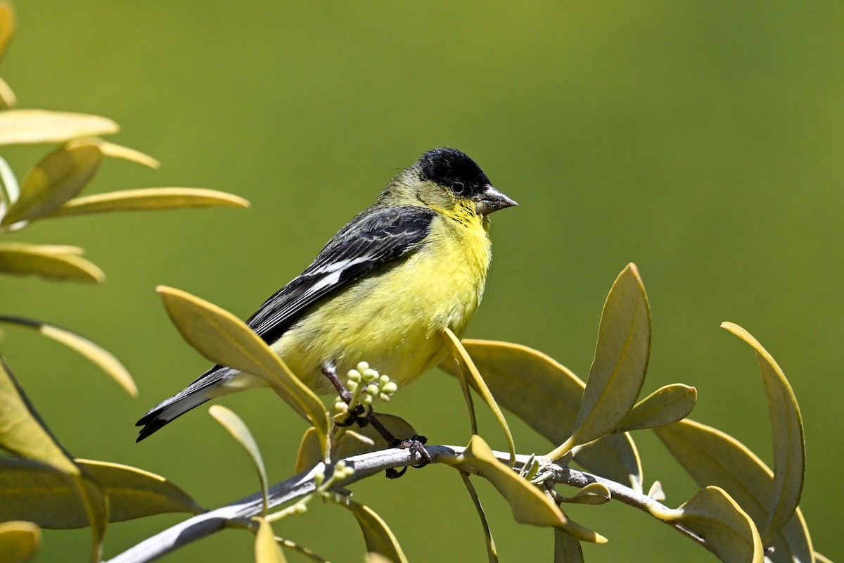 Lesser Goldfinch - ML642063792