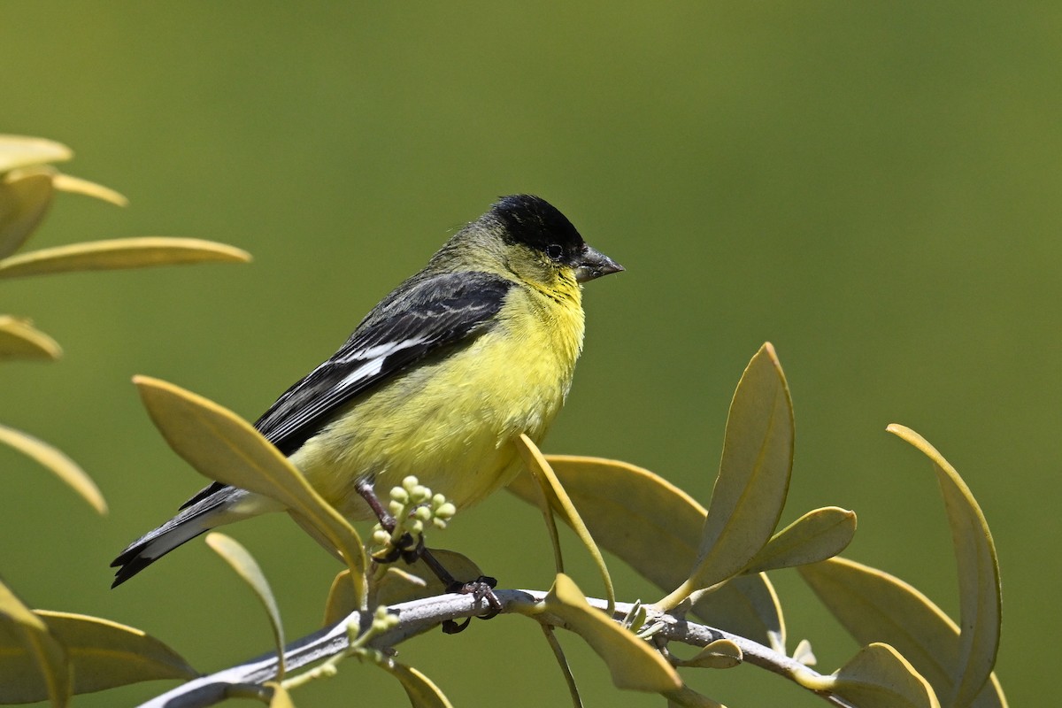 Lesser Goldfinch - ML642063793