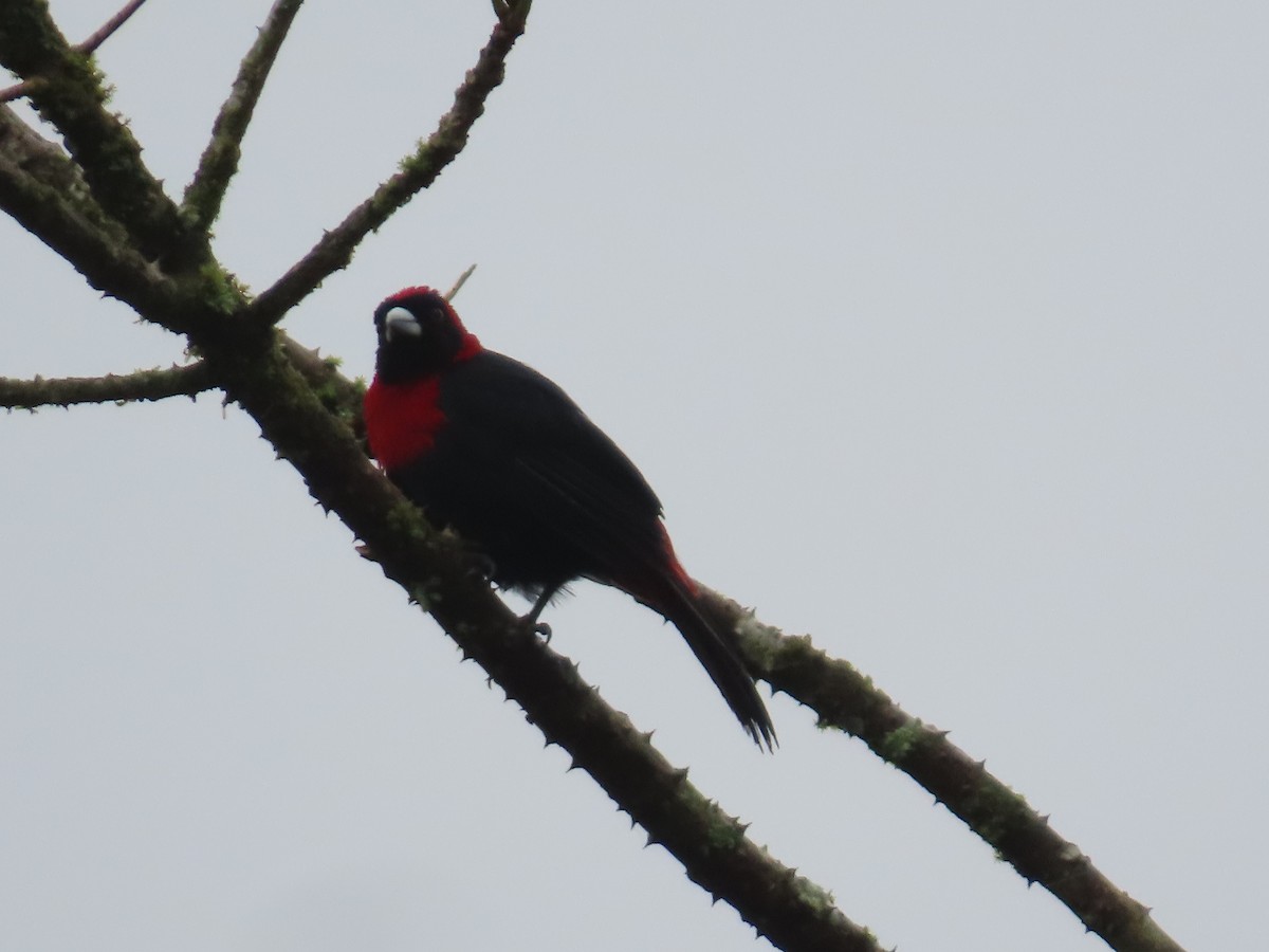 Crimson-collared Tanager - ML642063795