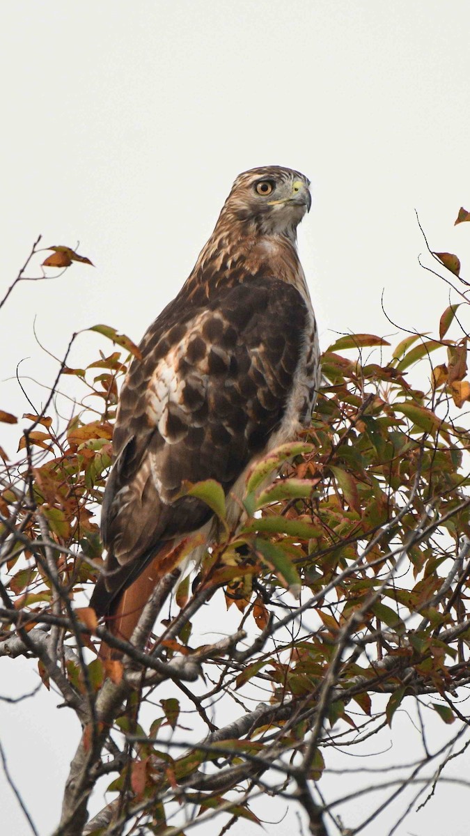 Zapelatz buztangorria - ML642063800