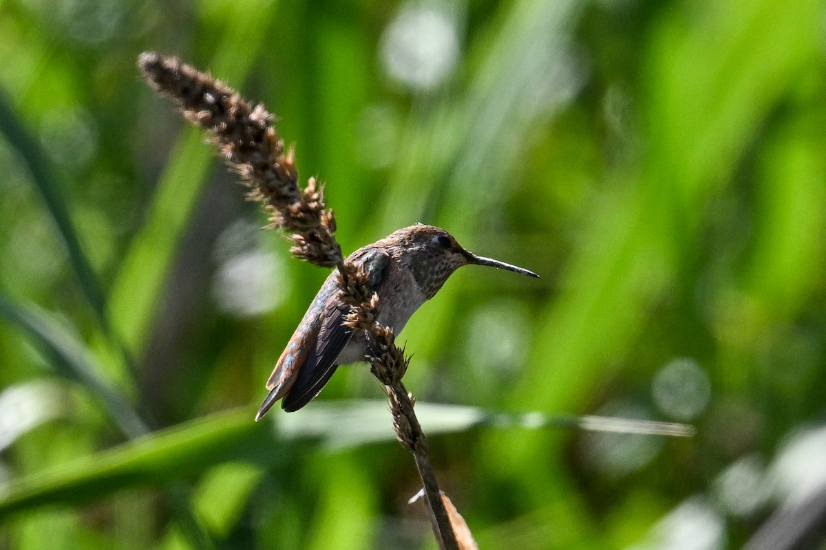 Allen's Hummingbird - ML642063817