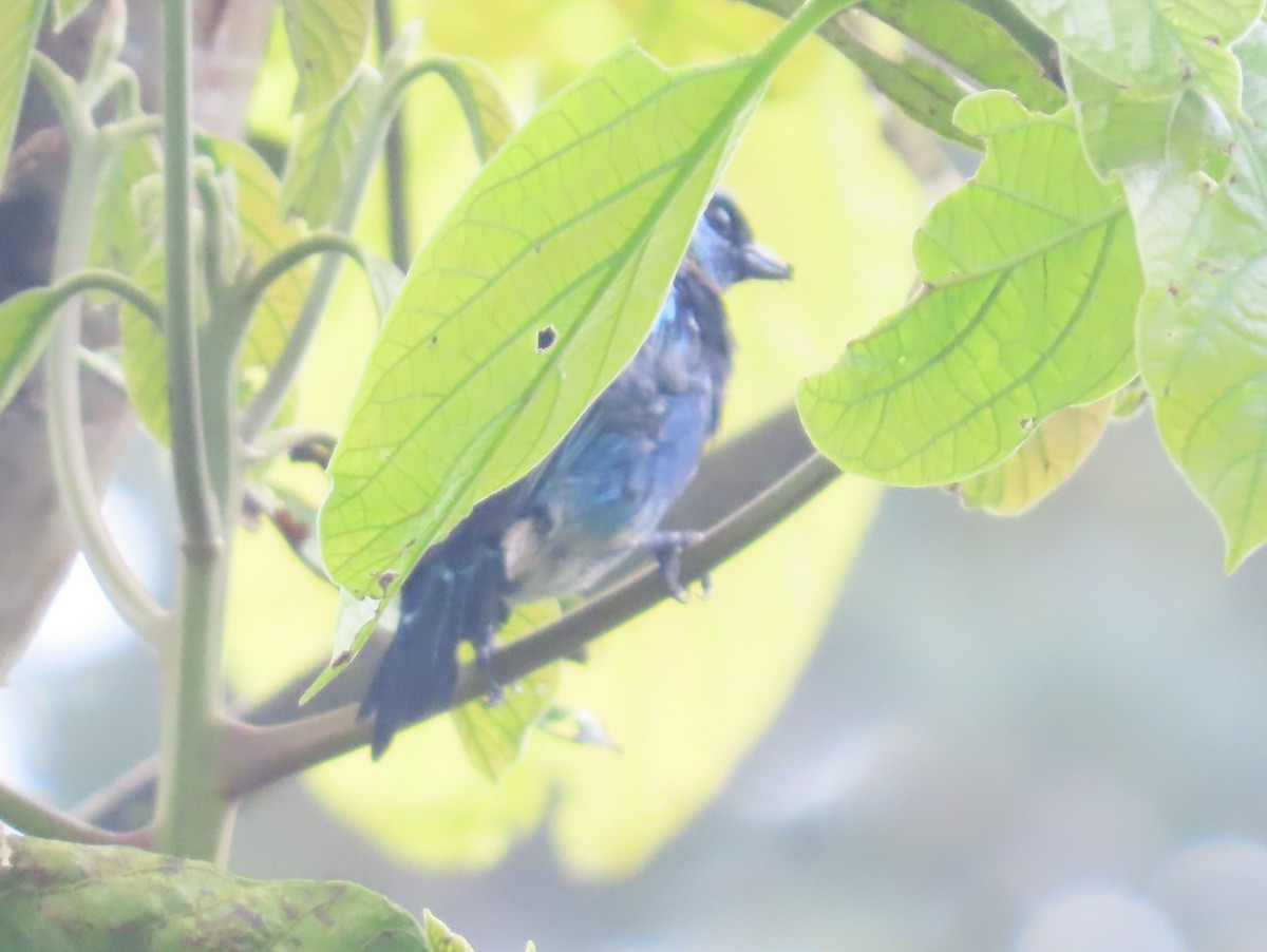 Golden-hooded Tanager - ML642063818