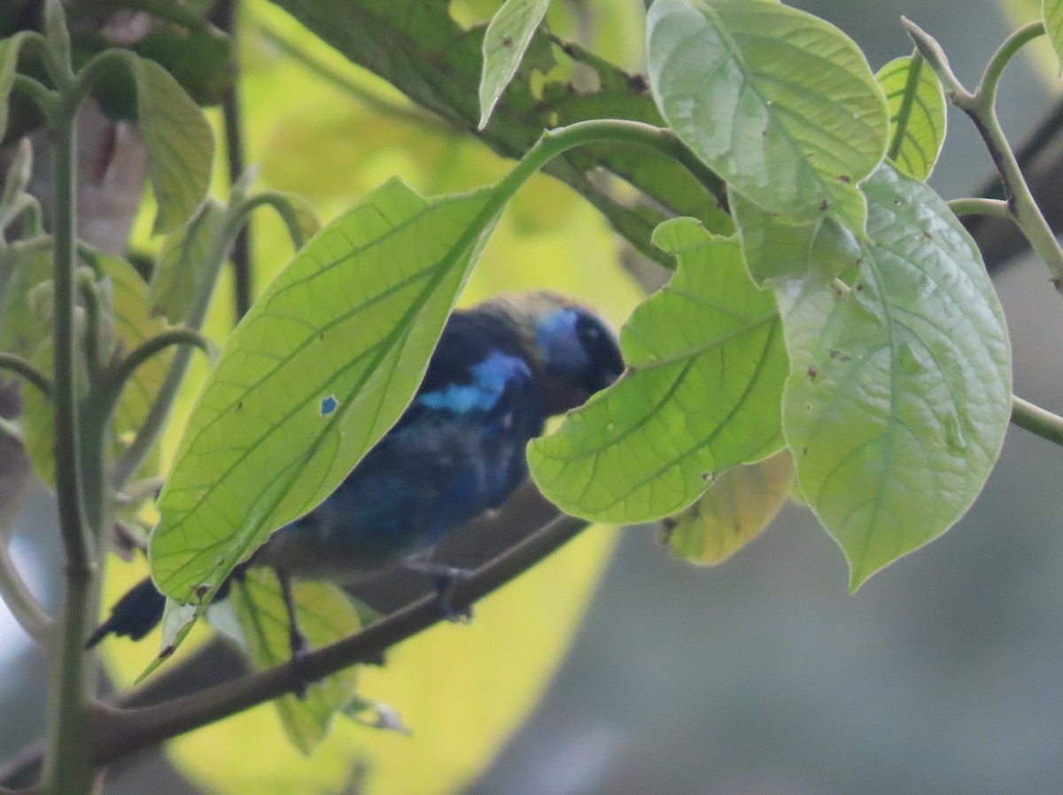 Golden-hooded Tanager - ML642063819