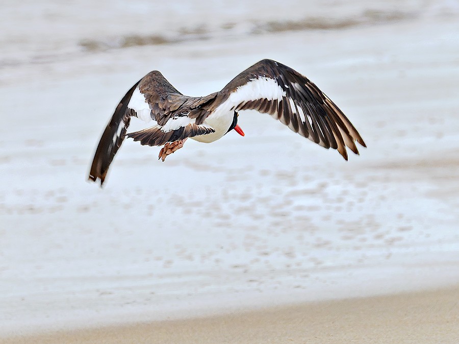American Oystercatcher - ML642063820