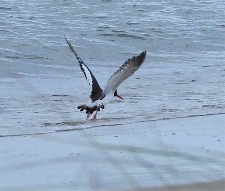 American Oystercatcher - ML642063821