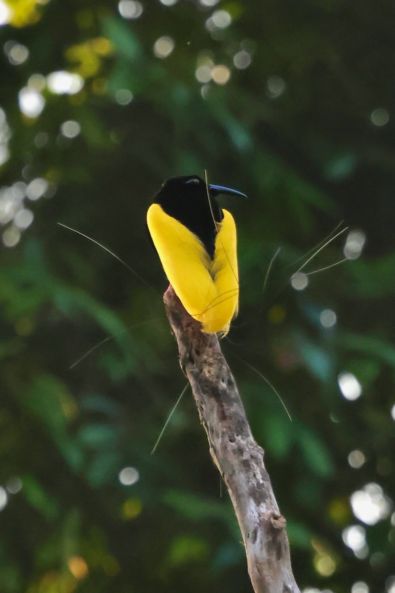 Twelve-wired Bird-of-Paradise - ML642063822
