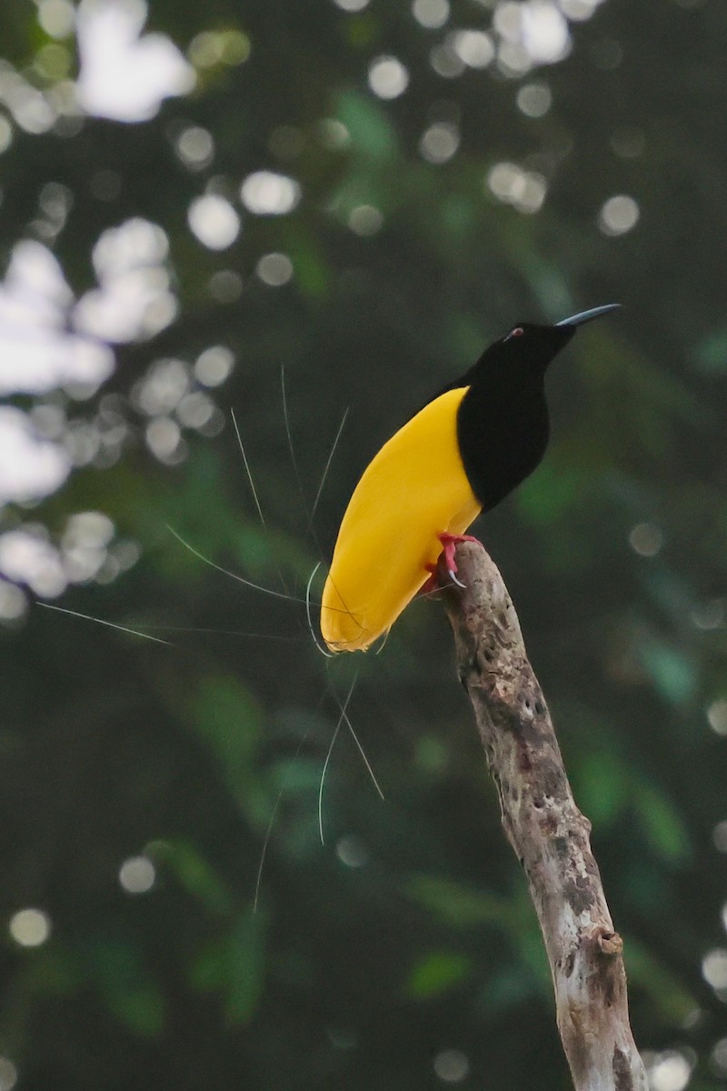 Twelve-wired Bird-of-Paradise - ML642063823