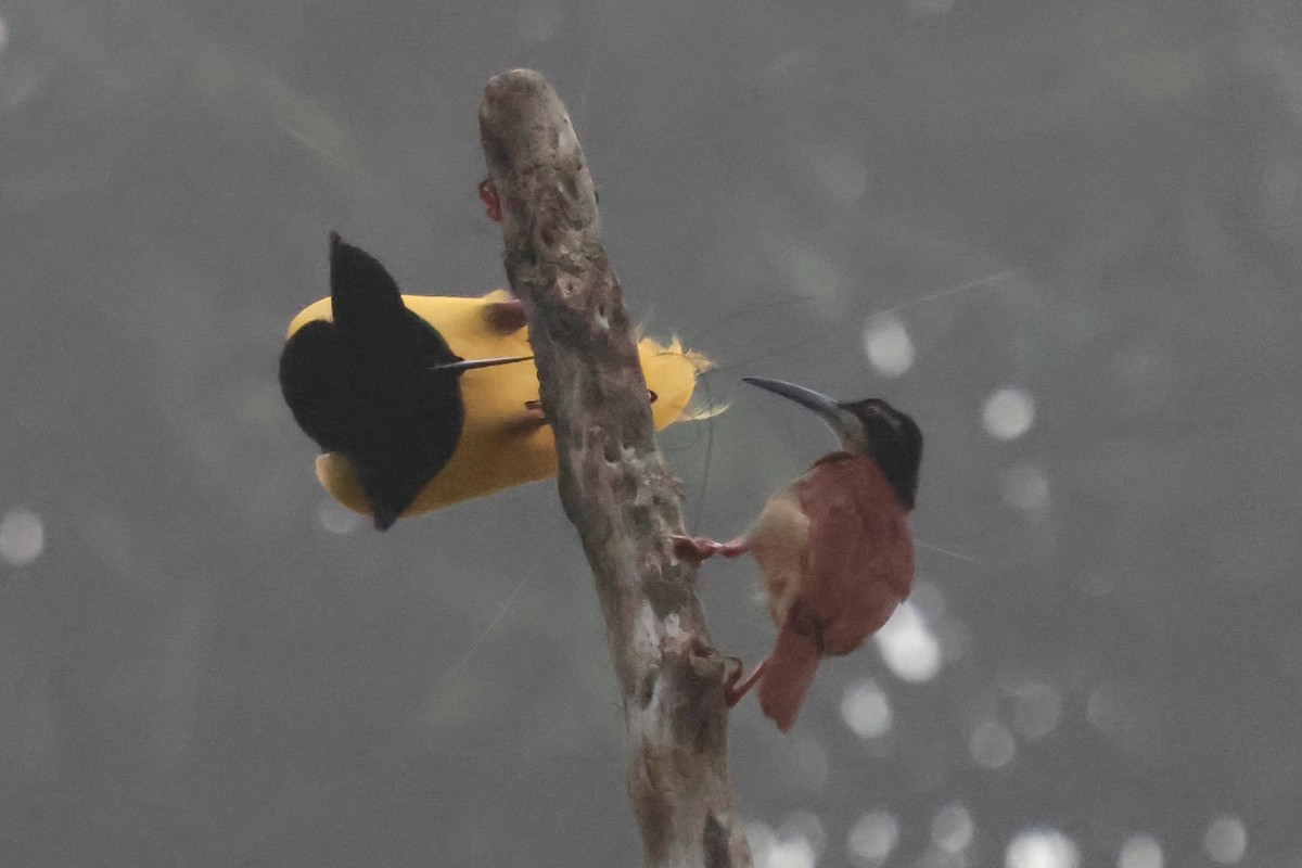 Twelve-wired Bird-of-Paradise - ML642063824