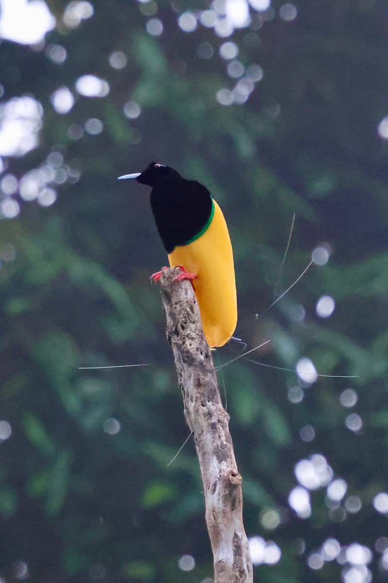 Twelve-wired Bird-of-Paradise - ML642063825