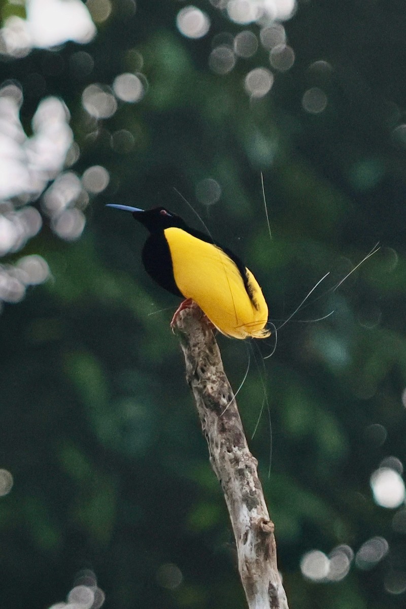 Twelve-wired Bird-of-Paradise - ML642063826