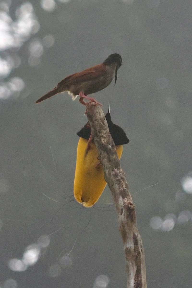 Twelve-wired Bird-of-Paradise - ML642063827
