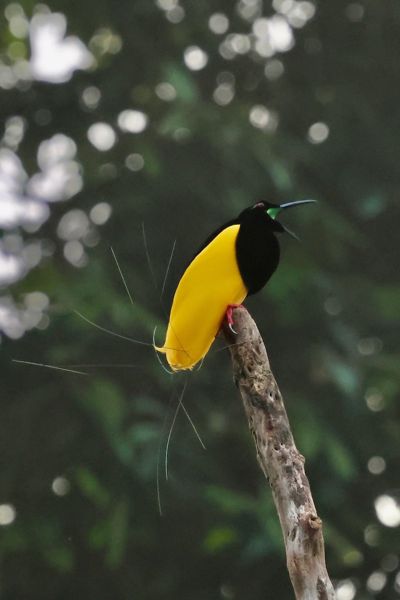 Twelve-wired Bird-of-Paradise - ML642063828