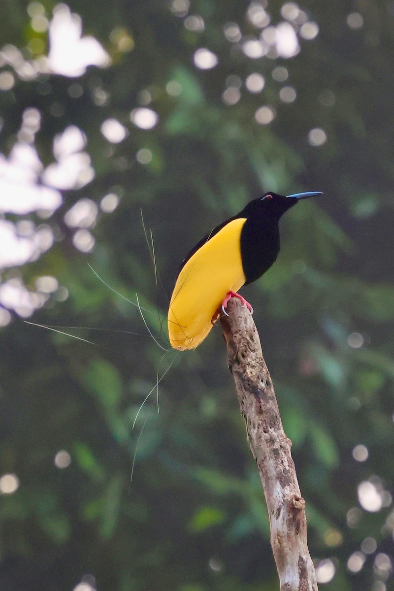 Twelve-wired Bird-of-Paradise - ML642063829