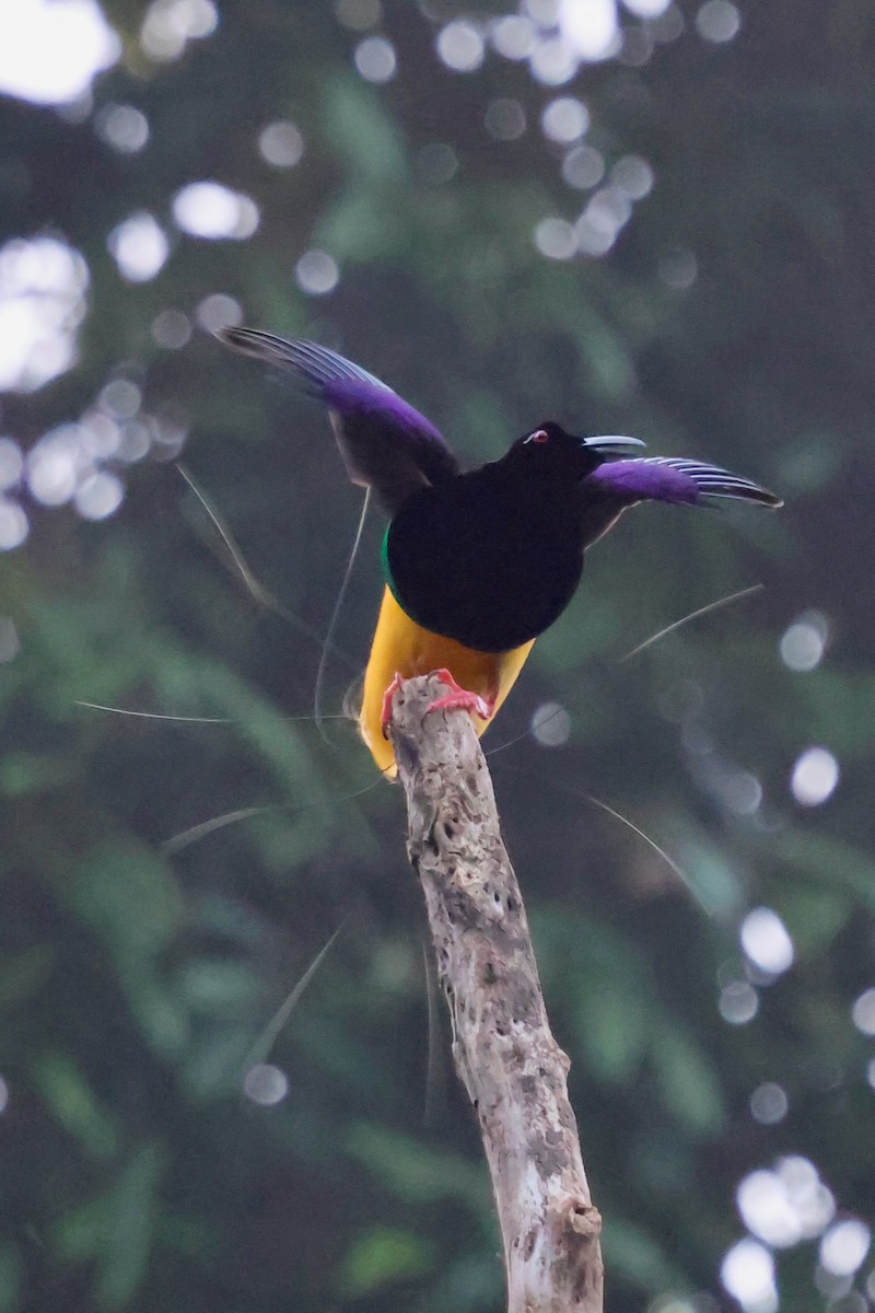 Twelve-wired Bird-of-Paradise - ML642063830