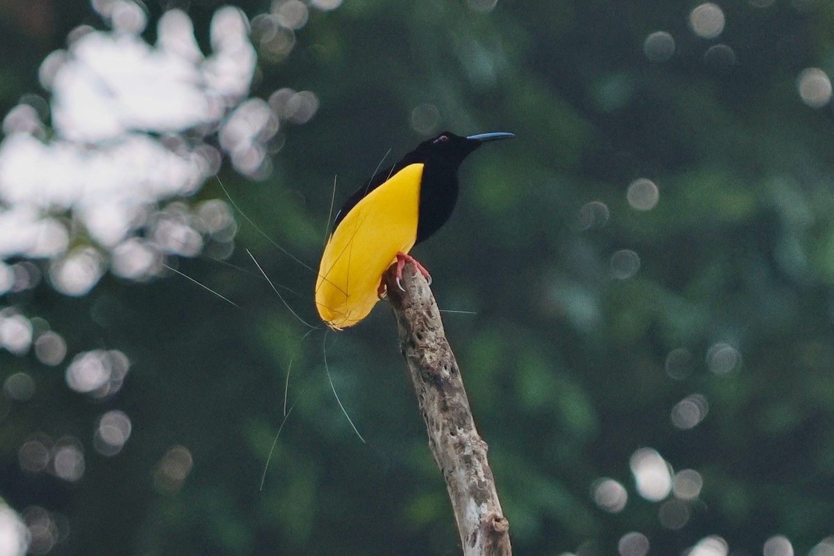 Twelve-wired Bird-of-Paradise - ML642063831