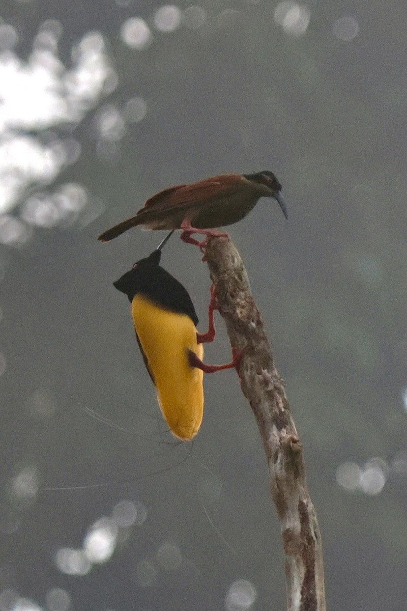 Twelve-wired Bird-of-Paradise - ML642063832