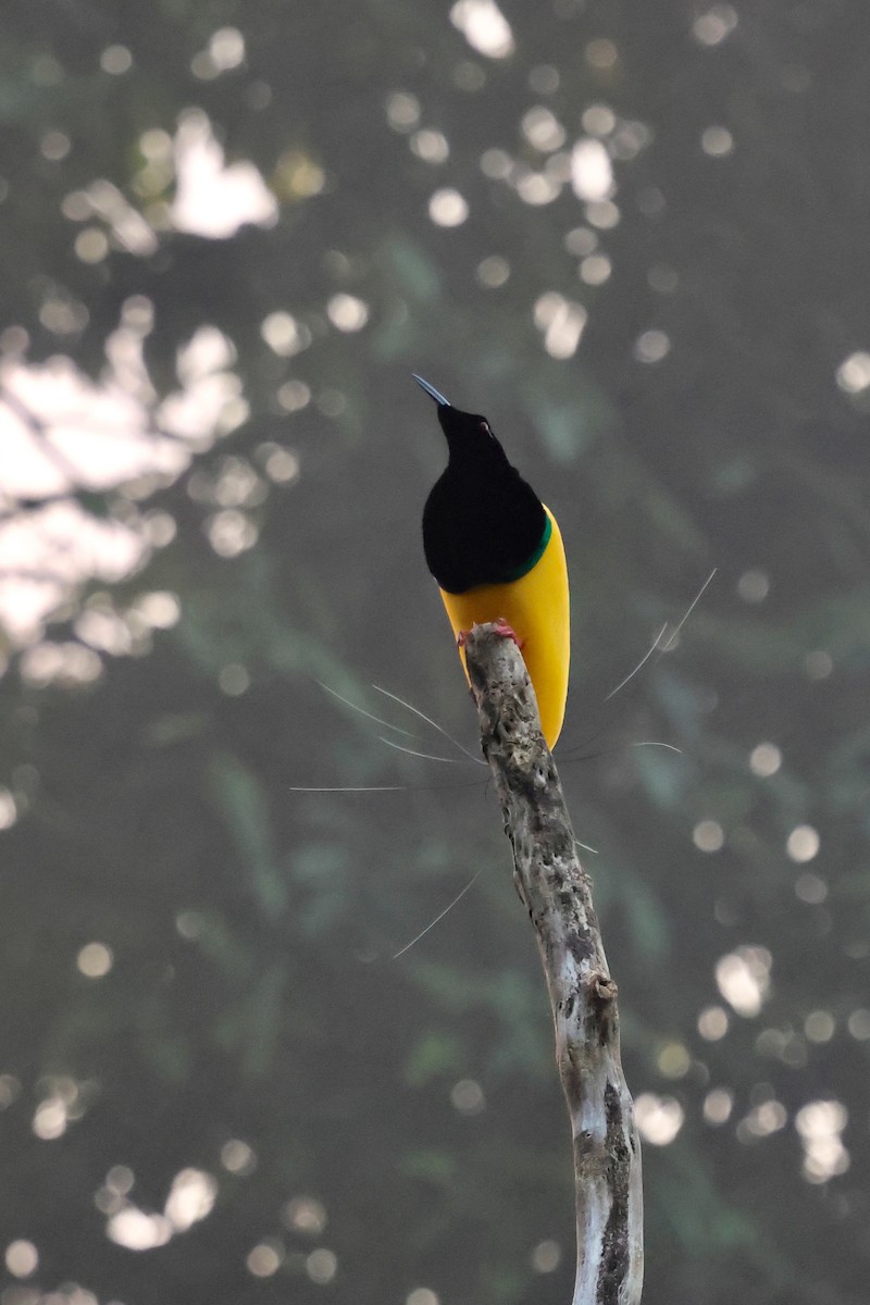 Twelve-wired Bird-of-Paradise - ML642063833