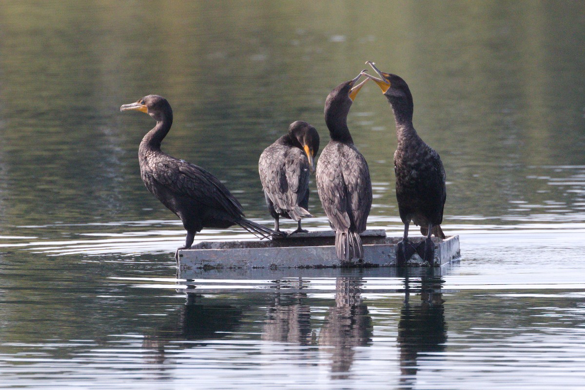 Double-crested Cormorant - ML642063834