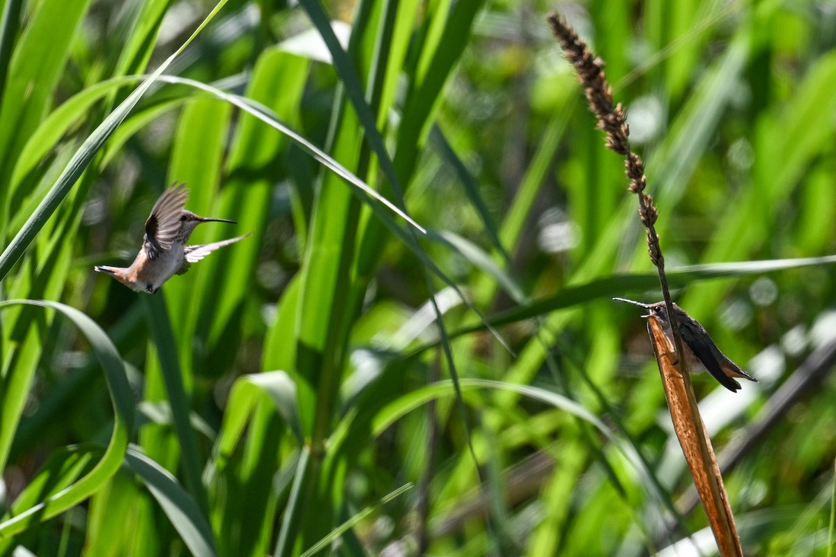 Allen's Hummingbird - ML642063836
