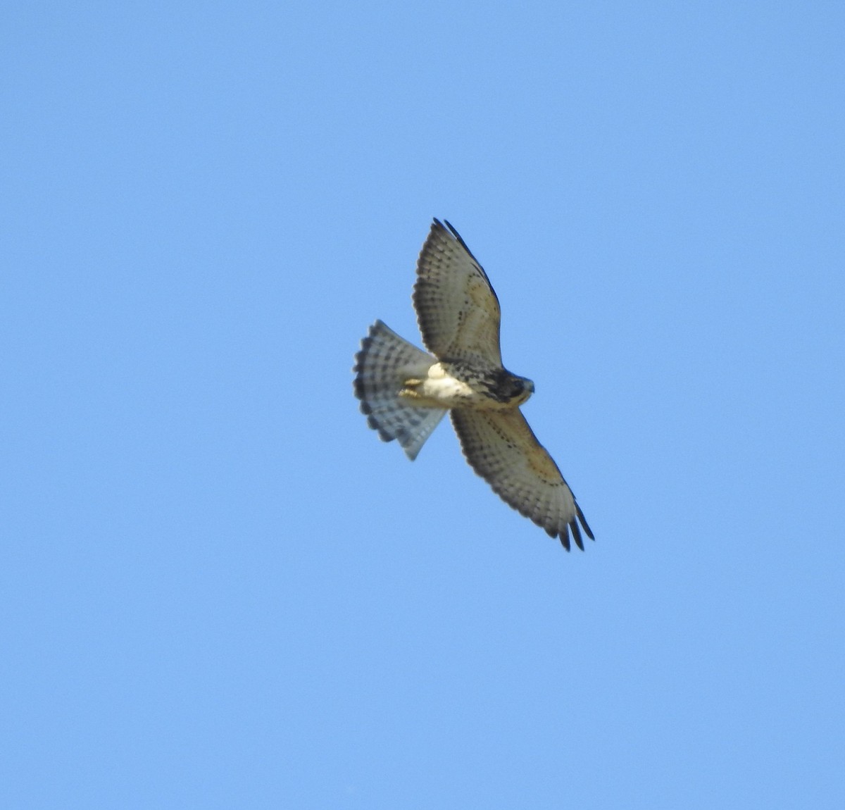 Swainson's Hawk - ML642063838