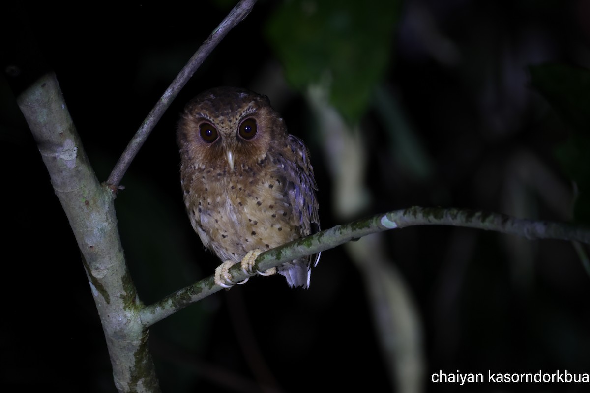 Reddish Scops-Owl - ML642063846