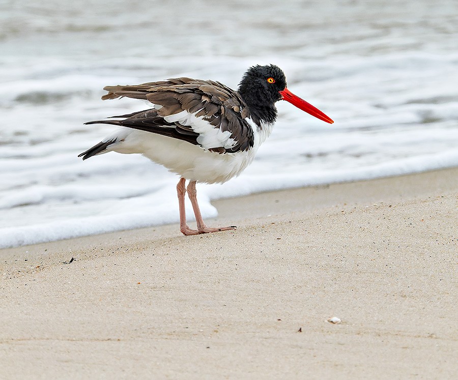 American Oystercatcher - ML642063847