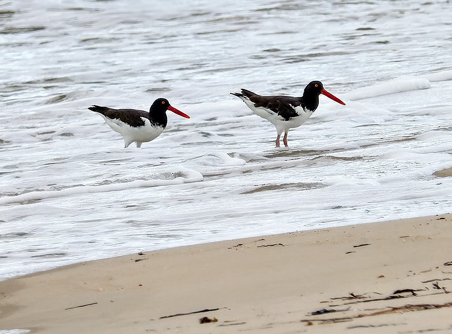 American Oystercatcher - ML642063848
