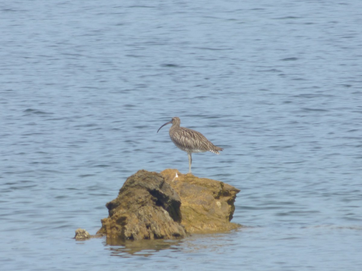 Eurasian Curlew - ML642063853