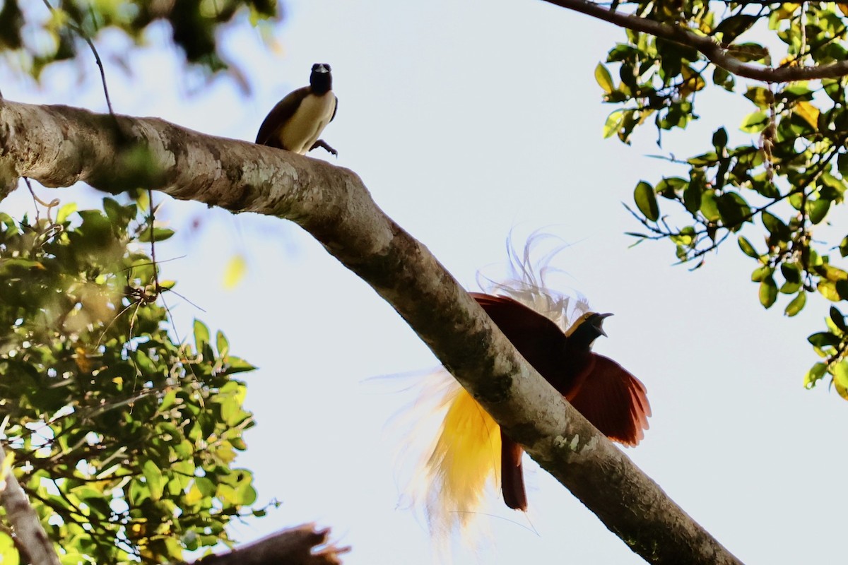 Lesser Bird-of-Paradise - ML642063855