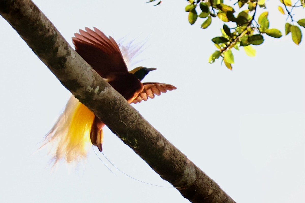 Lesser Bird-of-Paradise - ML642063856