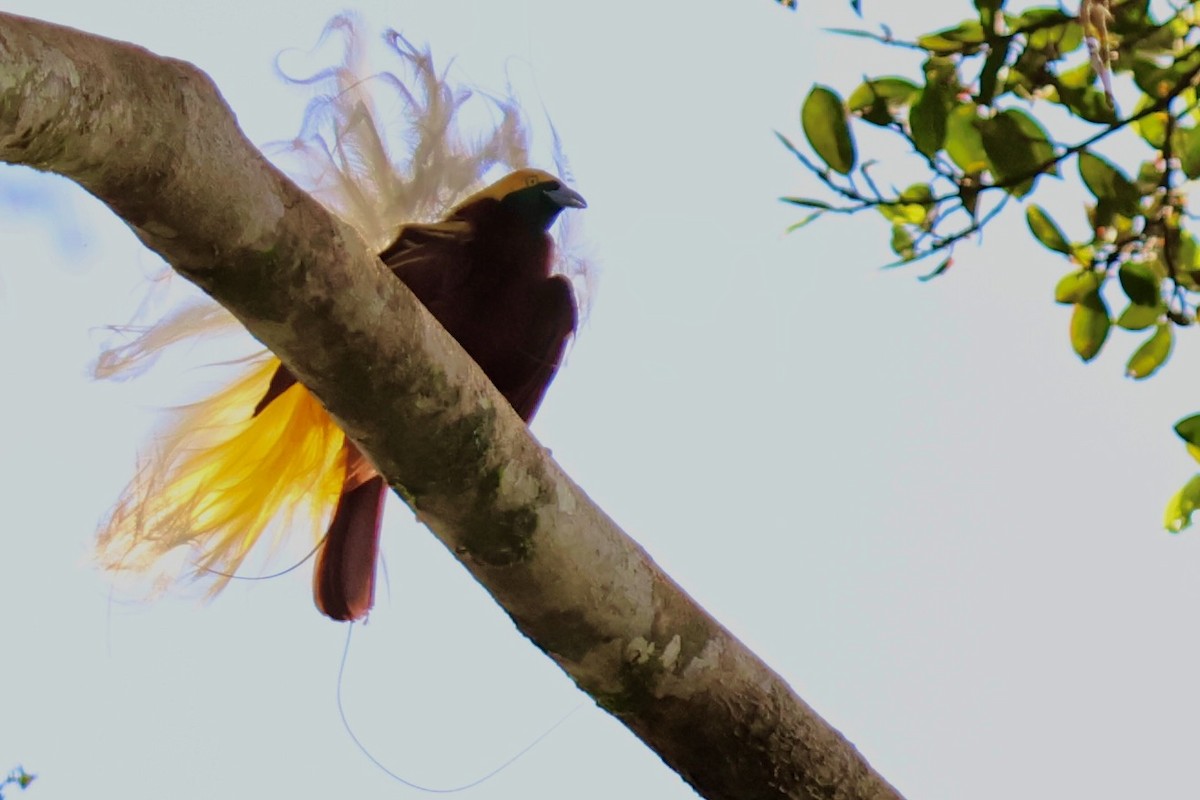 Lesser Bird-of-Paradise - ML642063857