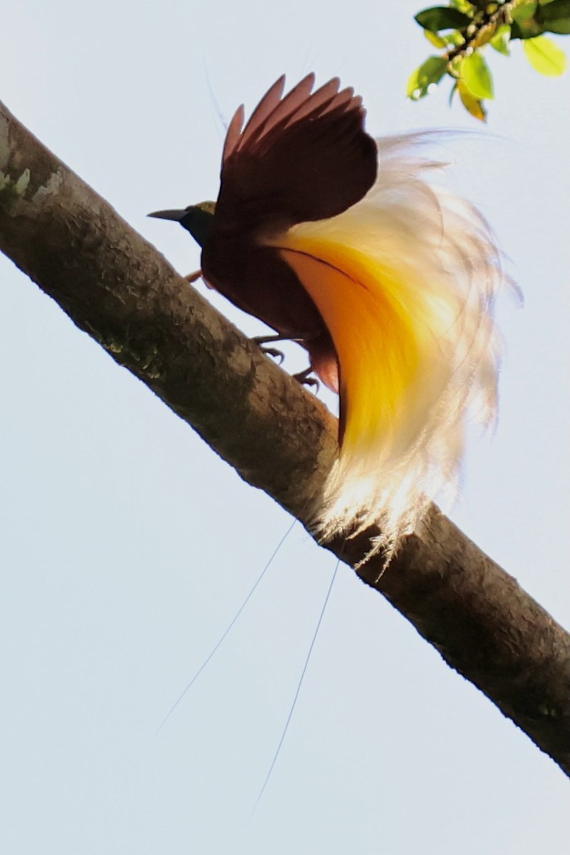 Lesser Bird-of-Paradise - ML642063858