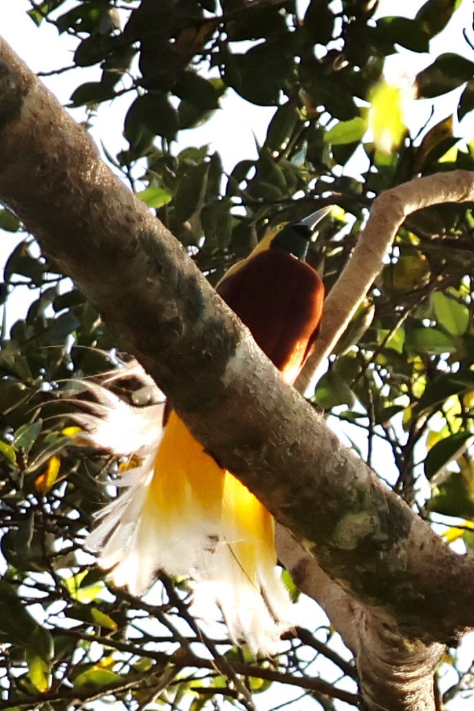 Lesser Bird-of-Paradise - ML642063859